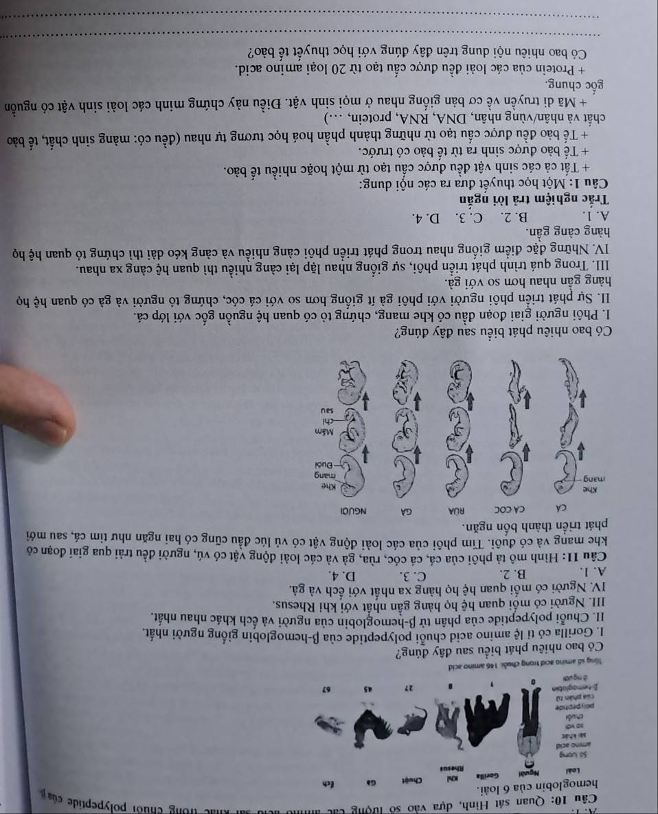 Quan sát Hình, dựa vào số tượng các anno acld sai khác trong chuối polypeptide củ 
hemog
Loài
Số lượn
amino a
sai khá
s0 với
chuỗi
polypept
của phân
B-hemogl
ā nguờ
Tổng số amino acid trong chuỗi 146 amino acid
Có bao nhiêu phát biểu sau đây đúng?
I. Gorilla có tỉ lệ amino acid chuỗi polypeptide của β-hemoglobin giống người nhất.
II. Chuỗi polypeptide của phân tử β-hemoglobin của người và ếch khác nhau nhất.
III. Người có mối quan hệ họ hàng gần nhất với khi Rhesus.
IV. Người có mối quan hệ họ hàng xa nhất với ếch và gả.
A. 1. B. 2. C. 3. D. 4.
Câu 11: Hình mô tả phôi của cá, cá cóc, rùa, gà và các loài động vật có vú, người đều trải qua giai đoạn có
khe mang và có đuôi. Tim phôi của các loài động vật có vú lúc đầu cũng có hai ngăn như tim cá, sau mới
phát triển thành bốn ngăn.
Có bao nhiêu phát biểu sau đây đúng?
I. Phôi người giai đoạn đầu có khe mang, chứng tỏ có quan hệ nguồn gốc với lớp cá.
II. Sự phát triển phôi người với phối gà ít giống hơn so với cá cóc, chứng tỏ người và gà có quan hệ họ
hàng gần nhau hơn so với gà.
III. Trong quá trình phát triển phôi, sự giống nhau lặp lại càng nhiều thì quan hệ càng xa nhau.
IV. Những đặc điểm giống nhau trong phát triển phôi càng nhiều và càng kéo dài thì chứng tỏ quan hệ họ
hàng càng gần.
A. 1. B. 2. C. 3. D. 4.
Trắc nghiệm trả lời ngắn
Câu 1: Một học thuyết đưa ra các nội dung:
+ Tất cả các sinh vật đều được cấu tạo từ một hoặc nhiều tế bào.
+ Tế bào được sinh ra từ tế bào có trước.
+ Tế bào đều được cấu tạo từ những thành phần hoá học tương tự nhau (đều có: màng sinh chất, tế bào
chất và nhân/vùng nhân, DNA, RNA, protein, ...)
+ Mã di truyền về cơ bản giống nhau ở mọi sinh vật. Điều này chứng minh các loài sinh vật có nguồn
gồc chung.
+ Protein của các loài đều được cấu tạo từ 20 loại amino acid.
_
Có bao nhiêu nội dung trên đây đúng với học thuyết tế bào?
_