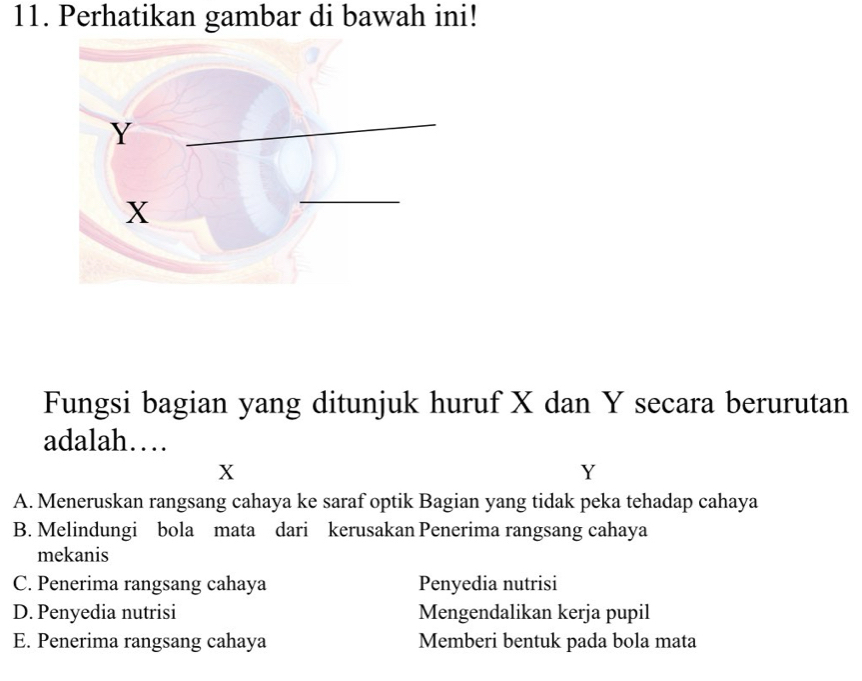 Perhatikan gambar di bawah ini!
Fungsi bagian yang ditunjuk huruf X dan Y secara berurutan
adalah…
X
Y
A. Meneruskan rangsang cahaya ke saraf optik Bagian yang tidak peka tehadap cahaya
B. Melindungi bola mata dari kerusakan Penerima rangsang cahaya
mekanis
C. Penerima rangsang cahaya Penyedia nutrisi
D. Penyedia nutrisi Mengendalikan kerja pupil
E. Penerima rangsang cahaya Memberi bentuk pada bola mata