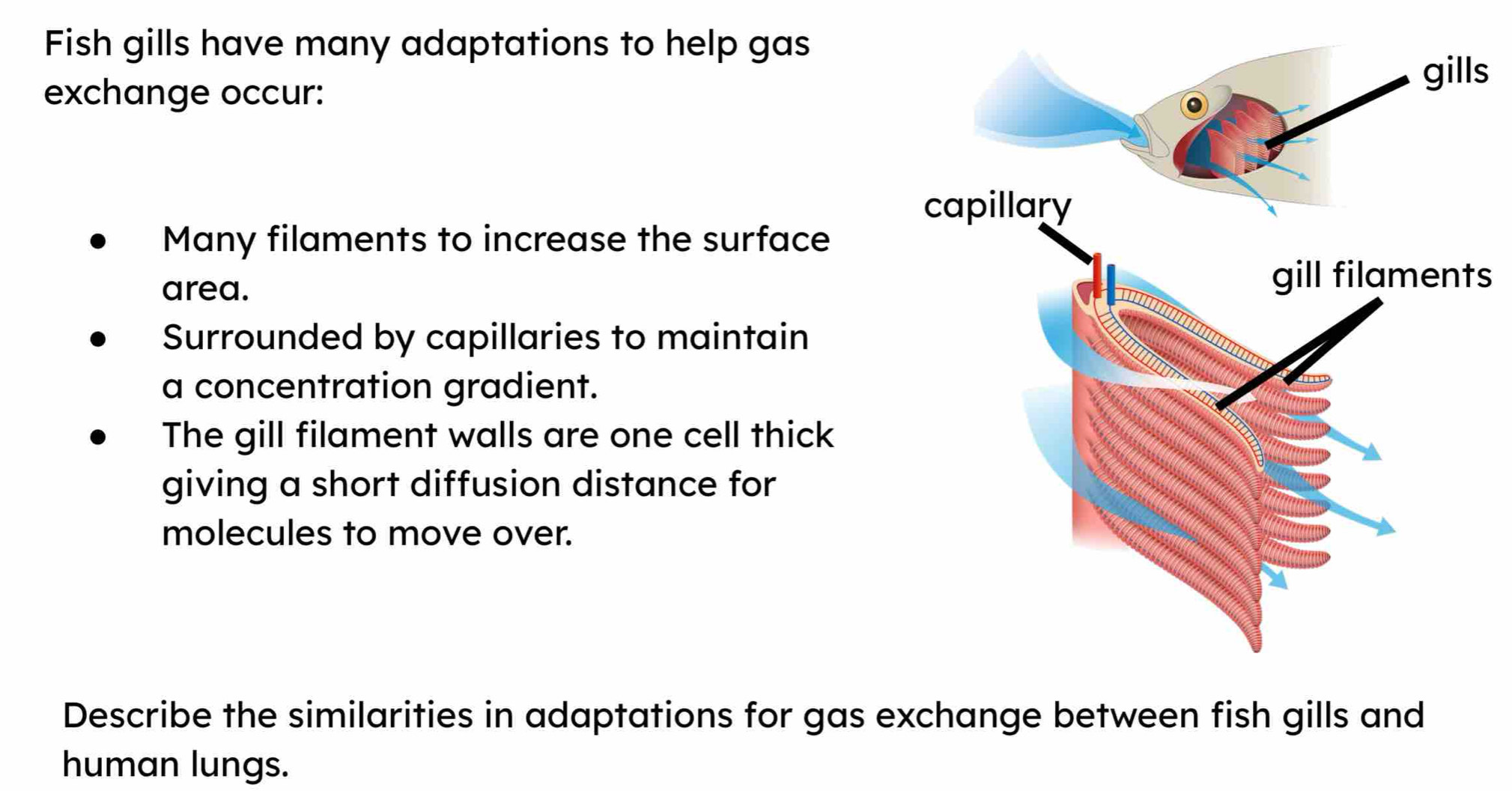 Fish gills have many adaptations to help gas
exchange occur: s
Many filaments to increase the surface
area. s
Surrounded by capillaries to maintain
a concentration gradient.
The gill filament walls are one cell thick
giving a short diffusion distance for
molecules to move over.
Describe the similarities in adaptations for gas exchange between fish gills and
human lungs.