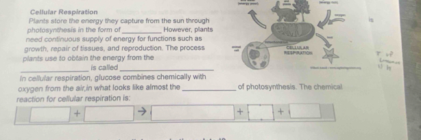 Cellular Respiration 
Plants store the energy they capture from the sun through 
photosynthesis in the form of_ However, plants 
need continuous supply of energy for functions such as 
growth, repair of tissues, and reproduction. The process 
plants use to obtain the energy from the 
_ 

_is called __ b 
In cellular respiration, glucose combines chemically with 
oxygen from the air,in what looks like almost the_ of photosynthesis. The chemical 
reaction for cellular respiration is: 
□ + 
+ + -3°