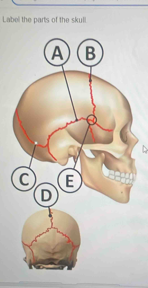 Label the parts of the skull.