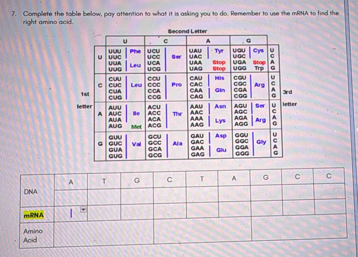 Complete the table below, pay attention to what it is asking you to do. Remember to use the mRNA to find the 
right amino acid.