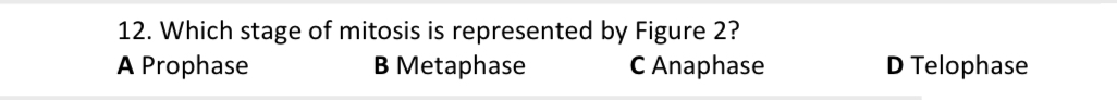 Which stage of mitosis is represented by Figure 2?
A Prophase B Metaphase C Anaphase D Telophase