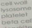 cell wall
lysosome
platelet
beta cel