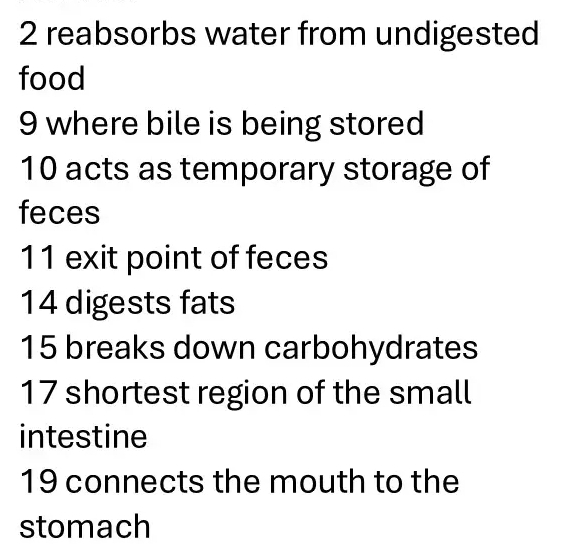 reabsorbs water from undigested 
food 
9 where bile is being stored 
10 acts as temporary storage of 
feces 
11 exit point of feces 
14 digests fats
15 breaks down carbohydrates 
17 shortest region of the small 
intestine
19 connects the mouth to the 
stomach