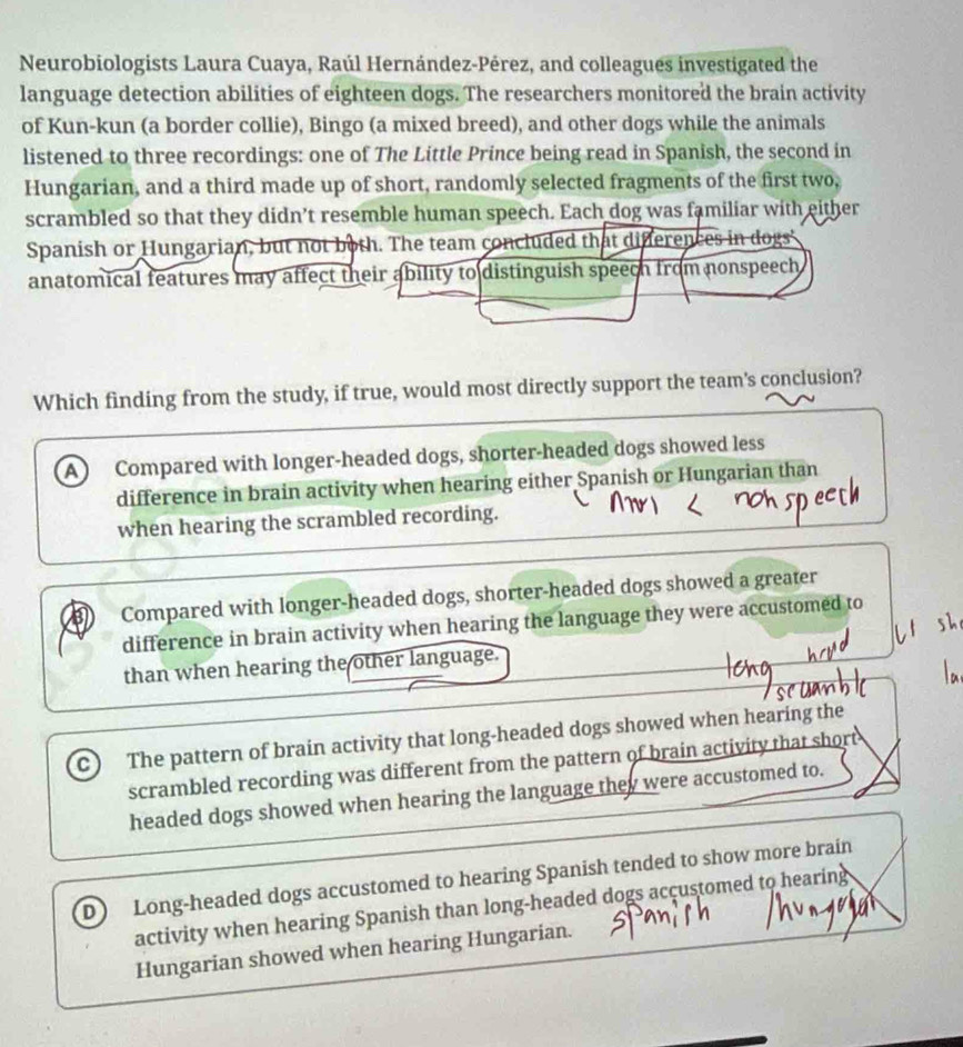 Neurobiologists Laura Cuaya, Raúl Hernández-Pérez, and colleagues investigated the
language detection abilities of eighteen dogs. The researchers monitored the brain activity
of Kun-kun (a border collie), Bingo (a mixed breed), and other dogs while the animals
listened to three recordings: one of The Little Prince being read in Spanish, the second in
Hungarian, and a third made up of short, randomly selected fragments of the first two,
scrambled so that they didn’t resemble human speech. Each dog was familiar with either
Spanish or Hungarian, but not both. The team concluded that differences in dogs'
anatomical features may affect their ability to distinguish speech from nonspeech 
Which finding from the study, if true, would most directly support the team's conclusion?
A Compared with longer-headed dogs, shorter-headed dogs showed less
difference in brain activity when hearing either Spanish or Hungarian than
when hearing the scrambled recording.
Compared with longer-headed dogs, shorter-headed dogs showed a greater
difference in brain activity when hearing the language they were accustomed to
than when hearing the other language.
C) The pattern of brain activity that long-headed dogs showed when hearing the
scrambled recording was different from the pattern of brain activity that short
headed dogs showed when hearing the language they were accustomed to.
D Long-headed dogs accustomed to hearing Spanish tended to show more brain
activity when hearing Spanish than long-headed dogs accustomed to hearing
Hungarian showed when hearing Hungarian.