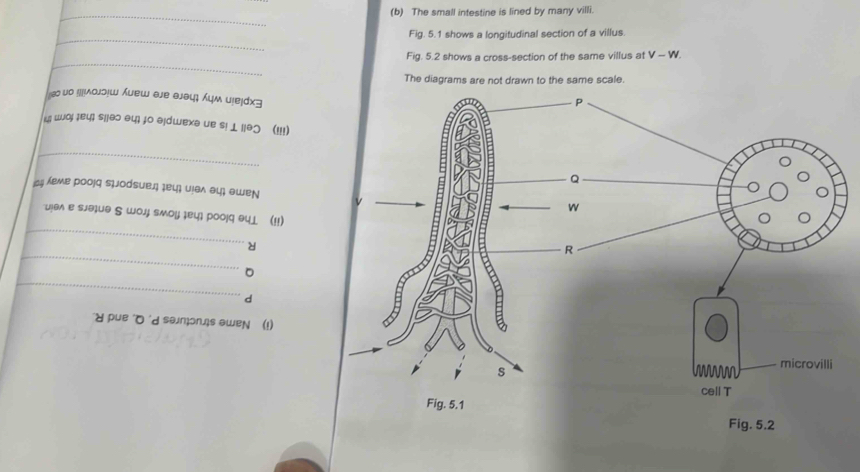 The small intestine is lined by many villi. 
ig. 5.1 shows a longitudinal section of a villus. 
Fig. 5.2 shows a cross-section of the same villus at V-W. 
The diagrams are not drawn to the same scale 
1 e υο !|Λοлɔ!ω υеw εjе əjэц; んцμ и!еɪ= 
u wοj ¡ey sijəɔ ə4) jo əjdwexə ue s! 1 19o C=== 
UiBx ow awe 
wo 
d samors awen (1)