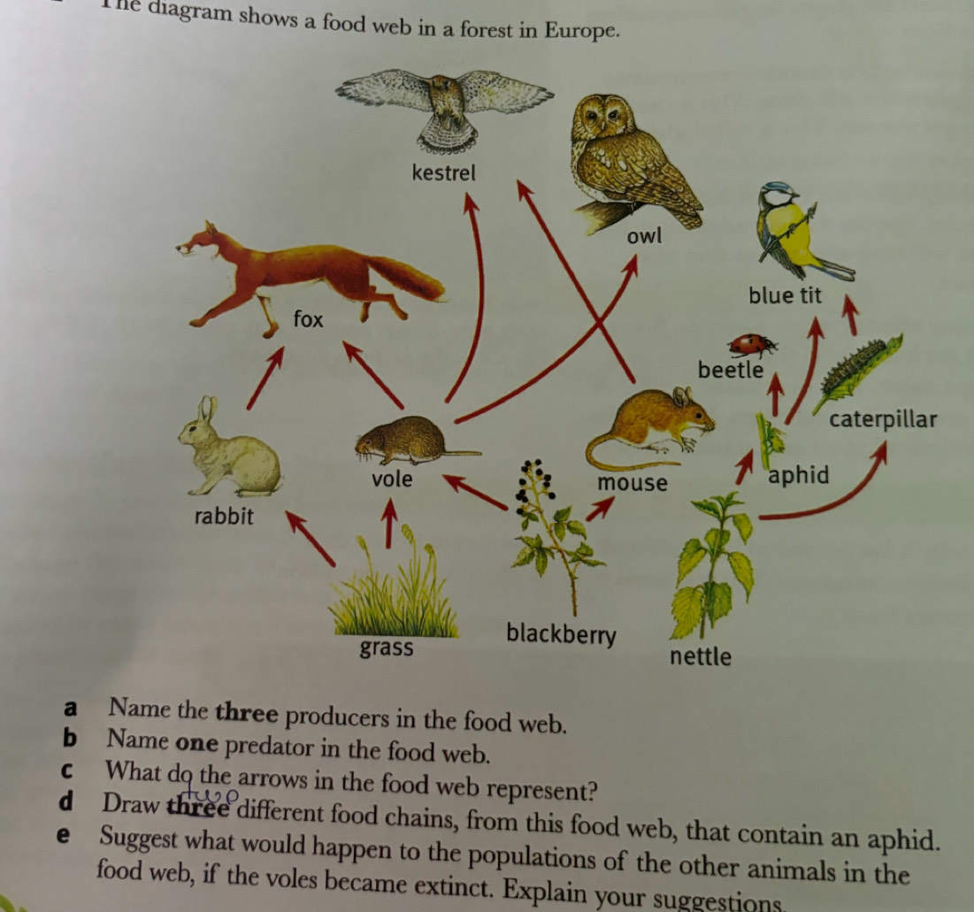 Solved: The diagram shows a food web in a forest in Europe. lar a Name the  three producers in th [Others], image size:1101x1031