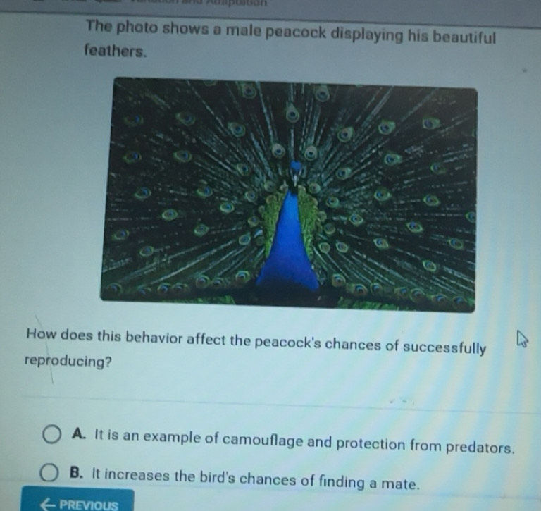 Solved: The photo shows a male peacock displaying his beautiful ...