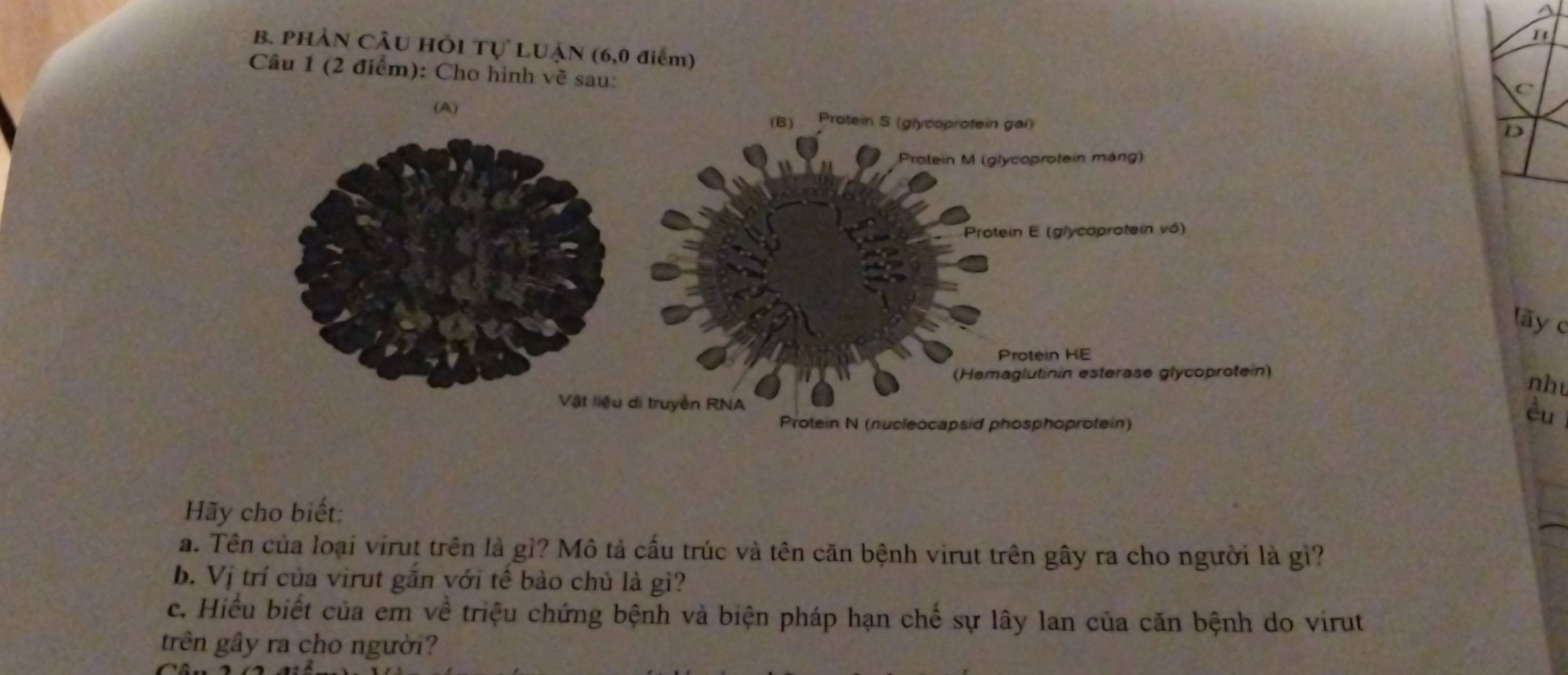 A
B. PHẢN CÂU HÔI Tự LUẠN (6,0 điểm)
Câu 1 (2 điểm): Cho hình về sau: 
(A) Protein S (glycoprotein gai)
(B)
Protein M (glycoprotein máng)
Protein E (glycoprotein vô)
lãy c
Protein HE
(Hemaglutinin esterase glycoprotein)
nh
Vật liệu di truyền RNA
Protein N (nucleocapsid phosphoprotein)
èu
Hãy cho biết:
a. Tên của loại virut trên là gì? Mô tả cấu trúc và tên căn bệnh virut trên gây ra cho người là gì?
b. Vị trí của virut gắn với tế bào chủ là gì?
c. Hiểu biết của em về triệu chứng bệnh và biện pháp hạn chế sự lây lan của căn bệnh do virut
trên gây ra cho người?