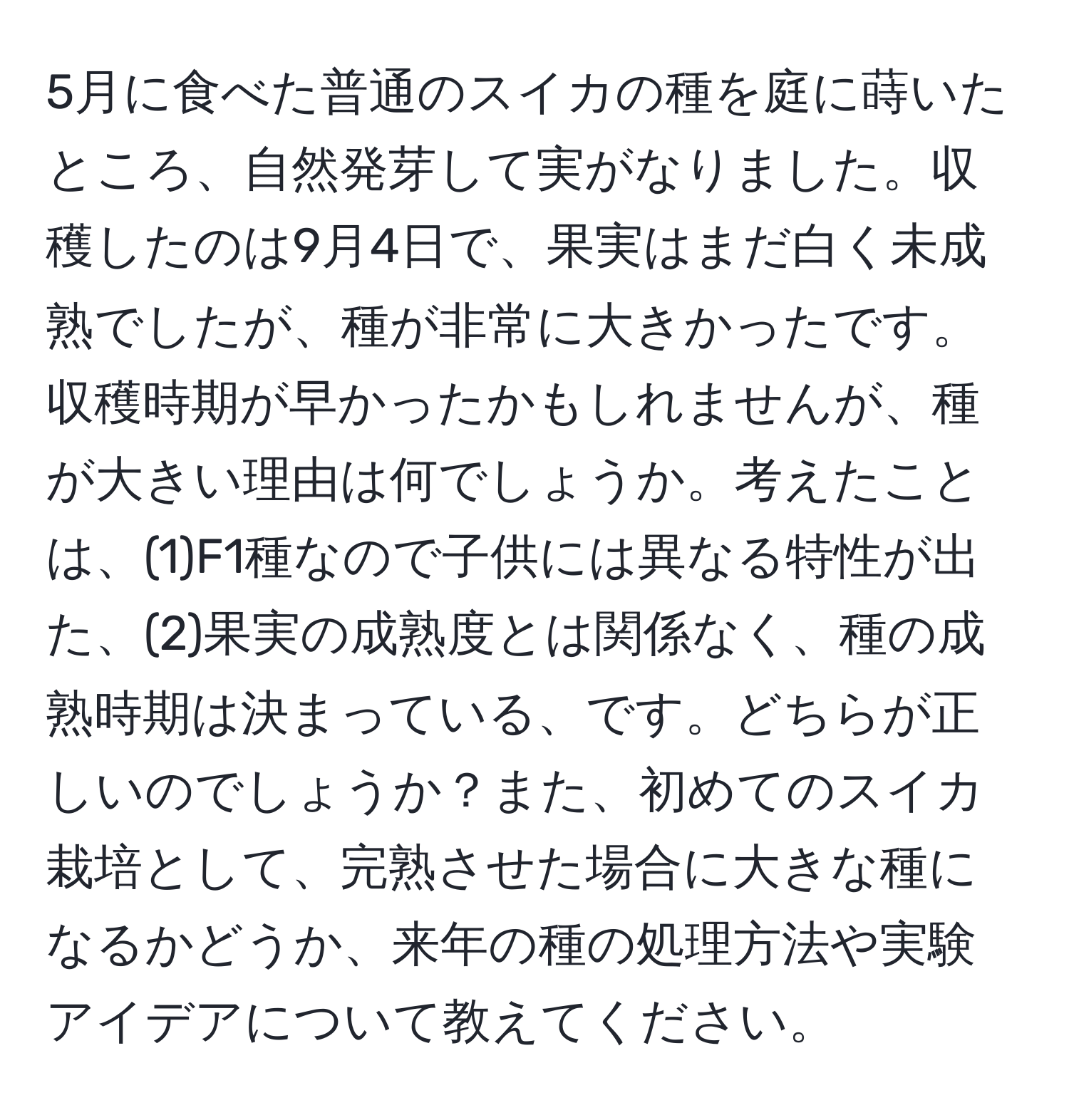 5月に食べた普通のスイカの種を庭に蒔いたところ、自然発芽して実がなりました。収穫したのは9月4日で、果実はまだ白く未成熟でしたが、種が非常に大きかったです。収穫時期が早かったかもしれませんが、種が大きい理由は何でしょうか。考えたことは、(1)F1種なので子供には異なる特性が出た、(2)果実の成熟度とは関係なく、種の成熟時期は決まっている、です。どちらが正しいのでしょうか？また、初めてのスイカ栽培として、完熟させた場合に大きな種になるかどうか、来年の種の処理方法や実験アイデアについて教えてください。