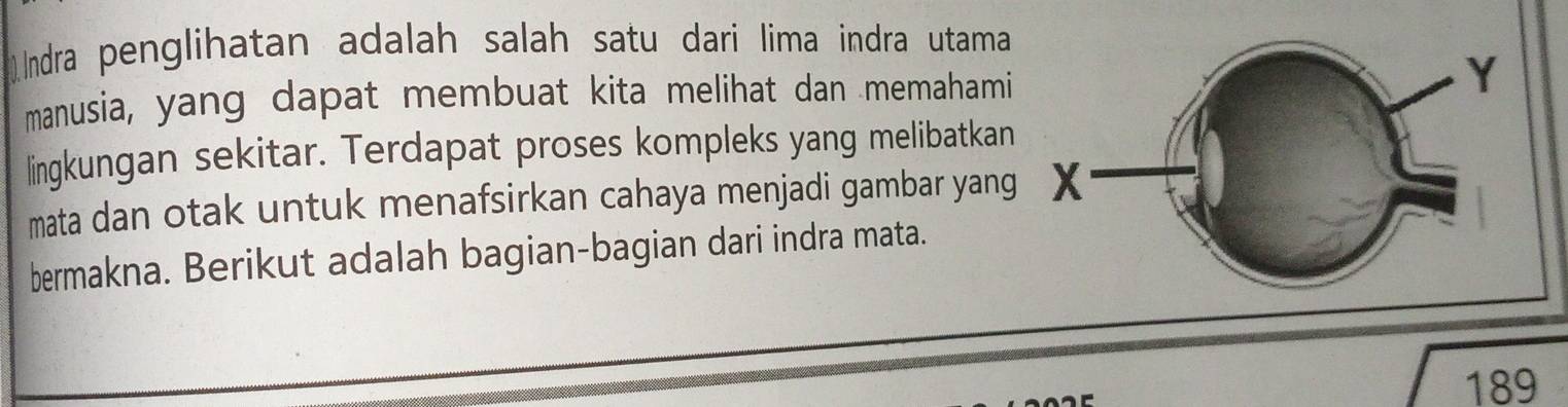 Indra penglihatan adalah salah satu dari lima indra utama 
manusia, yang dapat membuat kita melihat dan memahami 
lingkungan sekitar. Terdapat proses kompleks yang melibatkan 
mata dan otak untuk menafsirkan cahaya menjadi gambar yang 
bermakna. Berikut adalah bagian-bagian dari indra mata.
189