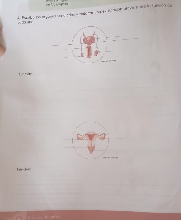 en las mujeres. 
4. Escribo los órganos señalados y redacto una explicación breve sobre la función de 
cada uno. 
Función: 
_ 
Función: 
Ciencias Naturales