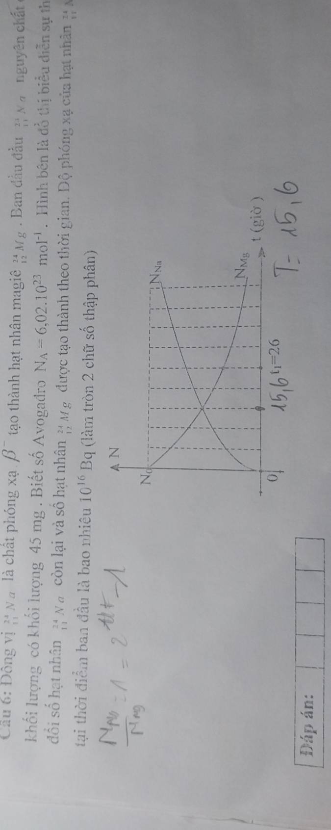 Cầu 6: Đông vị ệị Na là chất phóng xạ beta^- tạo thành hạt nhân magiê ; Mg . Ban đầu đầu ¡ Na nguyên chất
khối lượng có khối lượng 45 mg . Biết số Avogađro N_A=6,02.10^(23)mol^(-1). Hình bên là đồ thị biểu diễn sự th
đổi số hạt nhân _(11)^(24)Na còn lại và số hạt nhân _(12)^(24)Mg được tạo thành theo thời gian. Độ phóng xạ của hạt nhân 3 x
tại thời điểm ban đầu là bao nhiêu 10^(16)Bq (làm tròn 2 chữ số thập phân)
Đáp án: