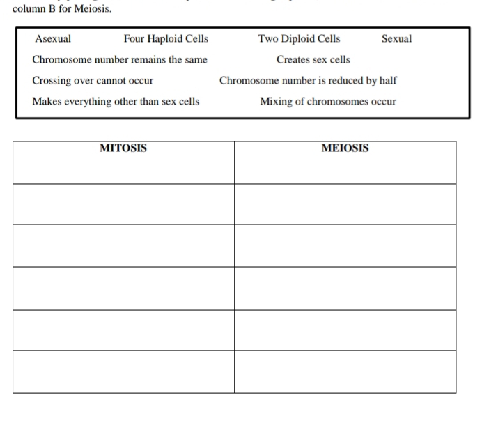 column B for Meiosis.