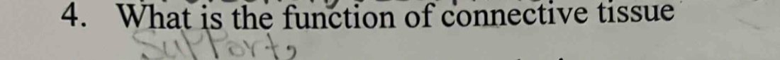 What is the function of connective tissue