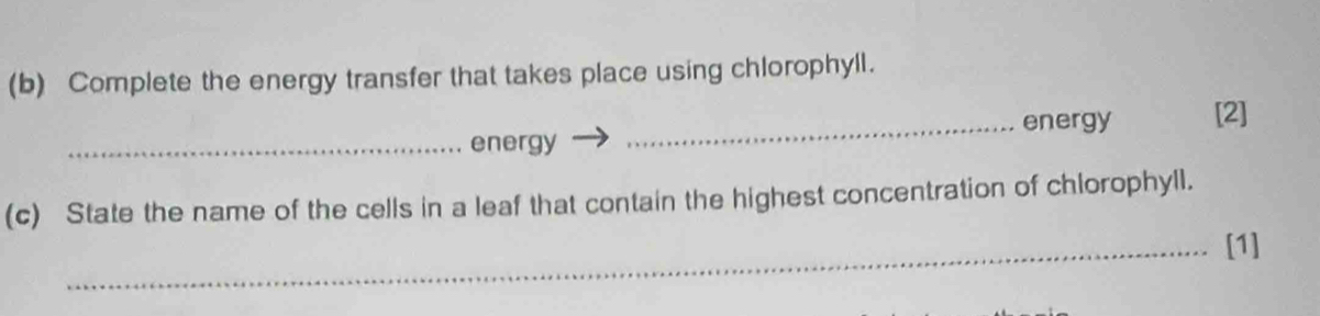 Complete the energy transfer that takes place using chlorophyll. 
energy [2] 
_energy 
_ 
(c) State the name of the cells in a leaf that contain the highest concentration of chlorophyll. 
_[1]