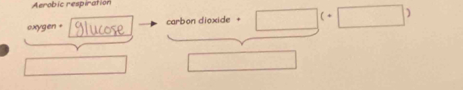 Aerobic respiration
oxygen + carbon dioxide + □ (+□ )