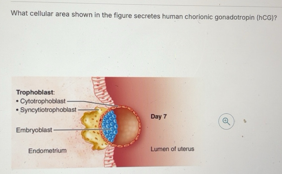 Solved: What cellular area shown in the figure secretes human chorionic ...