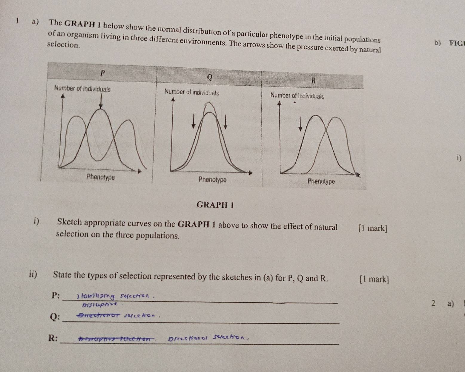 The GRAPH 1 below show the normal distribution of a particular phenotype in the initial populations 
of an organism living in three different environments. The arrows show the pressure exerted by natural 
selection. b) FIGl
P
Q
R

i) 
GRAPH 1 
i) Sketch appropriate curves on the GRAPH 1 above to show the effect of natural . [1 mark] 
selection on the three populations. 
ii) State the types of selection represented by the sketches in (a) for P, Q and R. [1 mark] 
_ 
P: 
2 a)
Q :_ 
_ 
_ 
R: 
OstesAonti Se