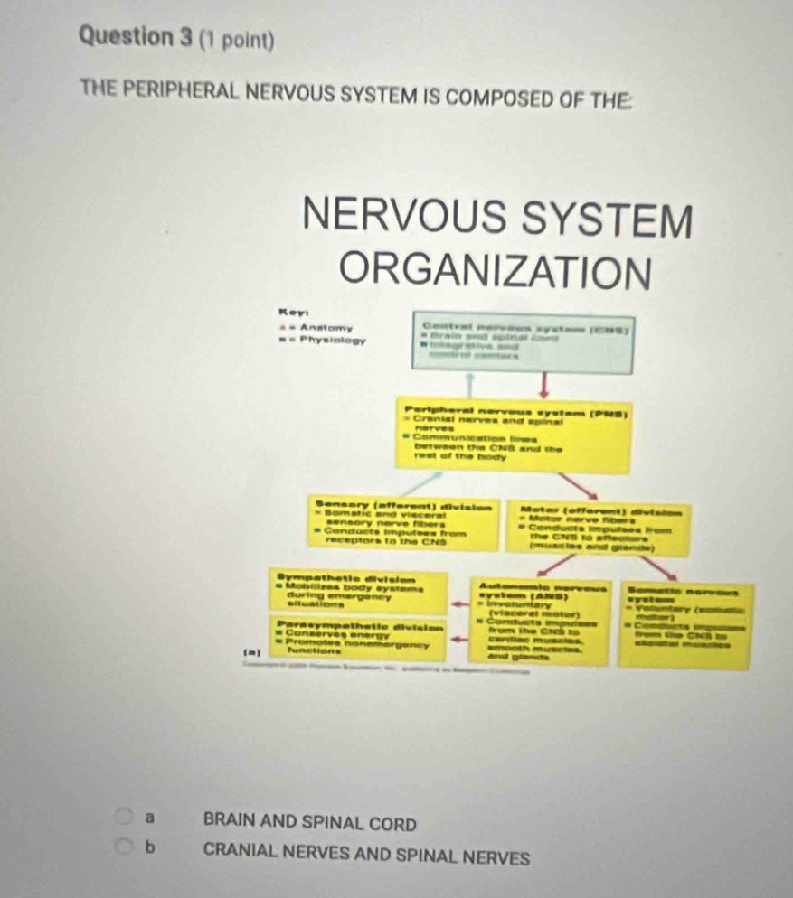 THE PERIPHERAL NERVOUS SYSTEM IS COMPOSED OF THE:
NERVOUS SYSTEM
ORGANIZATION
Keyı
== Anstomy Central nervõun systam (CNS)
= « Physiology * Birwin and äplege ünen
co e contaca
Peripheral nervous systam (PNS)
Cranisi nerves and spinal
nerves
Communication lines
rest of the body between the CNB and the
Sensory (afferent) división Motar (efferent) division
* Mator narva Nbera
Bomatic and vieceral # Conducta imputsss from
sensory nerve fibers
Conducts imputees from the CNS to effectors
receptore to the CNS (muacles and glands)
dympathetic division
Mobilizes body eystems systam (ANS) Autanamia narvaua Bometic nervaus
syetom
during emergency * Invatuntary * Valuntary (eamano
aduations
(visceral motor)
Parasympathetic division = Conueta impul=== = Condcta ingict ạm tp CNA t
Conserves energy from The Ch to
# Pramates nonemargency emooth musctes carcian muaciaa. aplaa mcacia
(a) functions =d glands
a BRAIN AND SPINAL CORD
b CRANIAL NERVES AND SPINAL NERVES