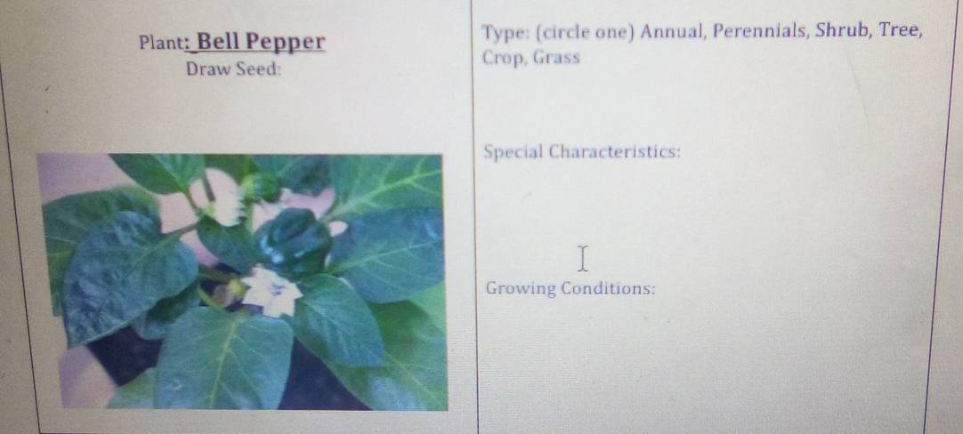 Plant: Bell Pepper Type: (circle one) Annual, Perennials, Shrub, Tree, 
Draw Seed: Crop, Grass 
Special Characteristics: 
Growing Conditions: