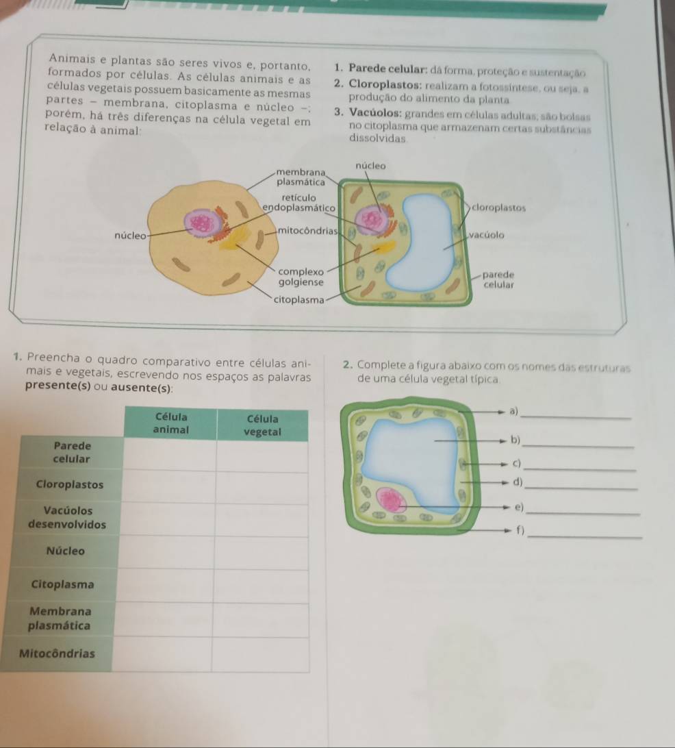 Animais e plantas são seres vivos e, portanto, 1. Parede celular: dá forma, proteção e sustentação
formados por células. As células animais e as 2. Cloroplastos: realizam a fotossintese, ou seja. a
células vegetais possuem basicamente as mesmas produção do alimento da planta
partes - membrana, citoplasma e núcleo -; 3. Vacúolos: grandes em células adultas; são boisas
porém, há três diferenças na célula vegetal em no citoplasma que armazenam certas substâncias
relação à animal: dissolvidas
1. Preencha o quadro comparativo entre células ani- 2. Complete a figura abaixo com os nomes das estruturas
mais e vegetais, escrevendo nos espaços as palavras de uma célula vegetal típica.
presente(s) ou ausente(s):