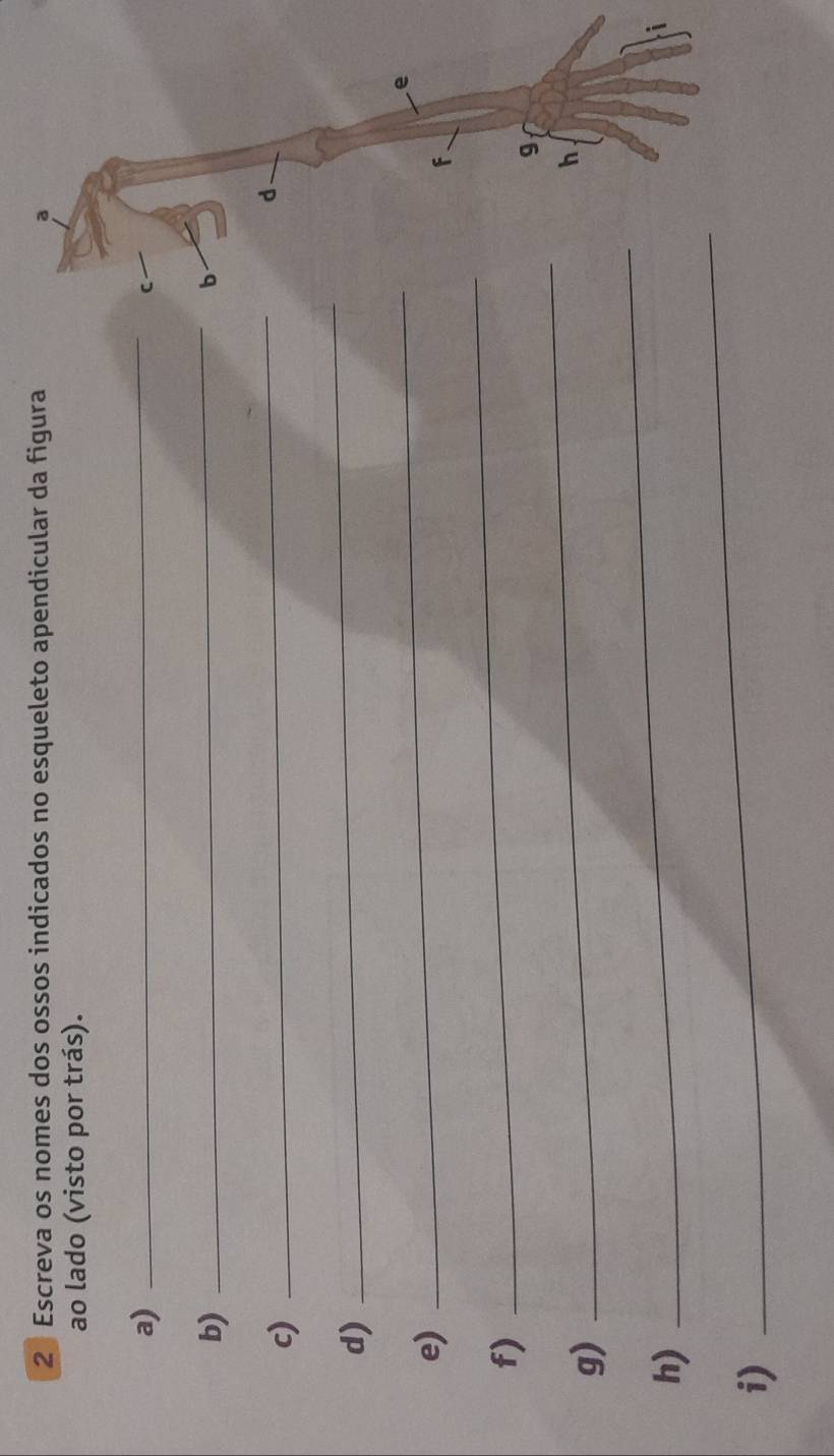 Escreva os nomes dos ossos indicados no esqueleto apendicular da figura a 
ao lado (visto por trás). 
a) 
_ 
C 
b) 
_ 
c) 
_ 
d) 
_ 
e) 
_ 
f) 
_ 
_ 
g) 
_ 
_ 
h) 
i)
