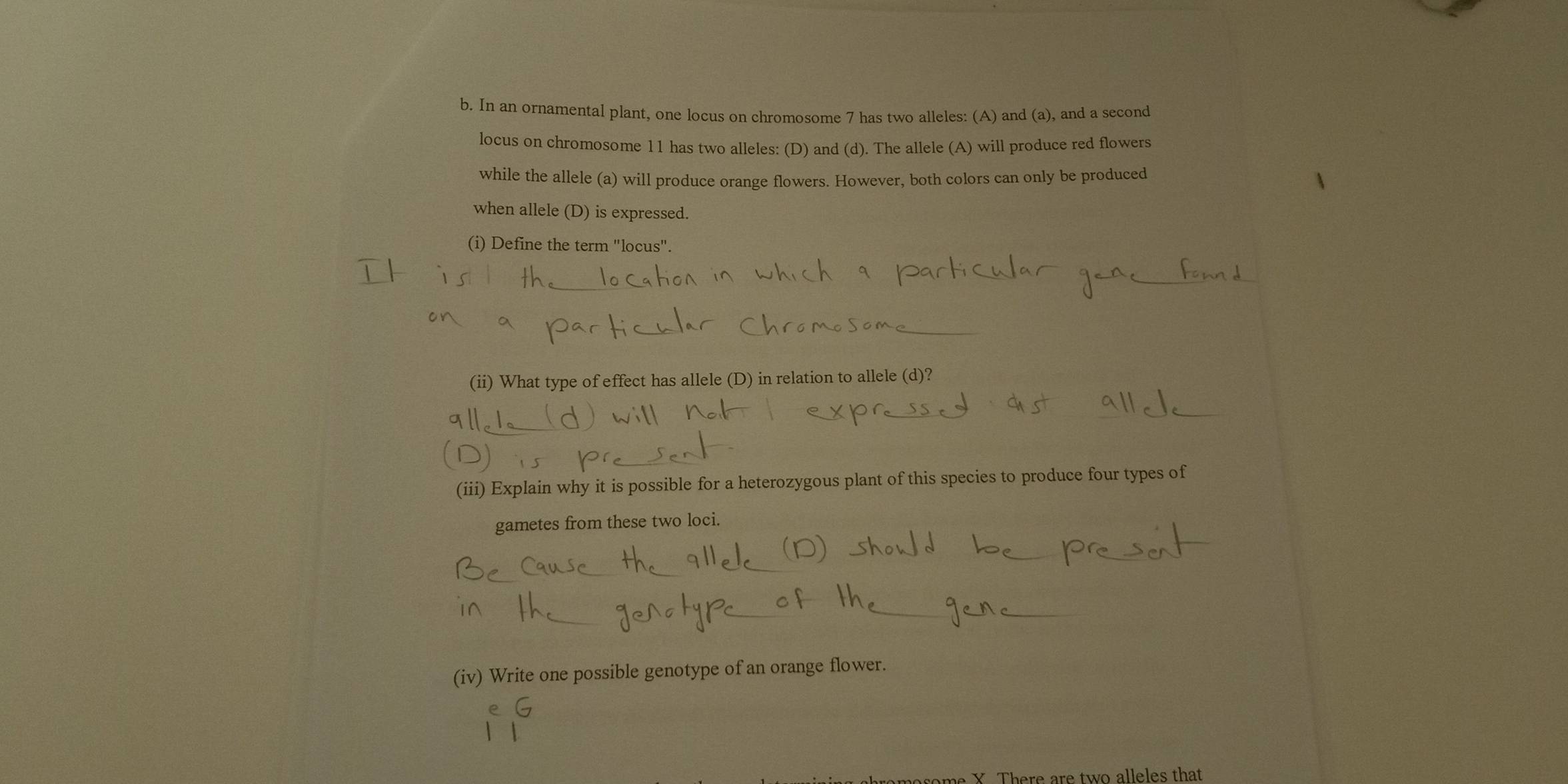 In an ornamental plant, one locus on chromosome 7 has two alleles: (A) and (a), and a second 
locus on chromosome 11 has two alleles: (D) and (d). The allele (A) will produce red flowers 
while the allele (a) will produce orange flowers. However, both colors can only be produced 
when allele (D) is expressed. 
(i) Define the term "locus". 
(ii) What type of effect has allele (D) in relation to allele (d)? 
(iii) Explain why it is possible for a heterozygous plant of this species to produce four types of 
gametes from these two loci. 
(iv) Write one possible genotype of an orange flower. 
some X. There are two alleles that