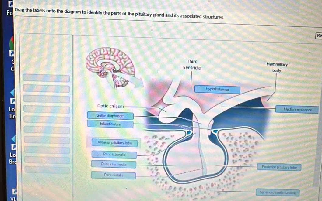 Solved: Fo Drag the labels onto the diagram to identify the parts of ...