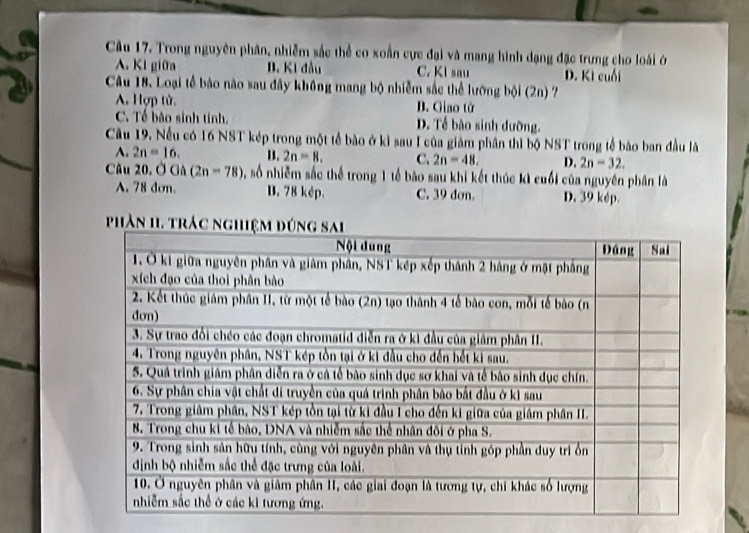 Cầu 17. Trong nguyên phân, nhiễm sắc thể co xoắn cực đại và mang hình dạng đặc trưng cho loài ở
A. Kl gi0a B. Ki đầu C. Kì sau D. Kì cuối
Câu 18. Loại tế bào nào sau đây không mang bộ nhiễm sắc thể lưỡng bội (2n) 7
A. Hợp tử. D. Giao từ
C. Tế bão sinh tinh. D. Tế bào sinh dưỡng.
Cầu 19. Nếu có 16 NST kép trong một tế bào ở kì sau I của giảm phân thì bộ NST trong tế báo ban đầu là
A. 2n=16. D. 2n=8. C. 2n=48. D. 2n-32. 
Câu 20, OOlambda (2n-78) , số nhiễm sắc thể trong 1 tế bào sau khi kết thúc kì cuối của nguyên phân là
A. 78 dơn. B. 78 kép. C. 39 dơn. D. 39 kép.