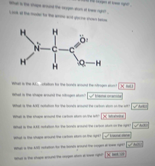 und the oxygen at lower right 
What is the shape around the oxygen atom at lower right? ...
Look at the model for the amino acid glycine shown below.
What is the AlO notation for the bonds around the nitrogen atom? × AxE3
What is the shape around the nitrogen atom? trigonal pyramidal
What is the AXE notation for the bonds around the carbon atom on the left? Ax4E0
What is the shape around the carbon atom on the left? × tetrahvdral
What is the AXE notation for the bonds around the carbon atom on the right? Ax3E0
What is the shape around the carbon atom on the right? * trigonal planar
What is the AXE notation for the bonds around the oxygen at lower right? Ax21 2
What is the shape around the oxygen atom at lower right? × bent 120