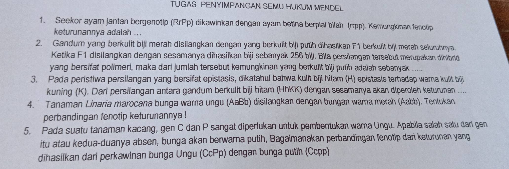 TUGAS PENYIMPANGAN SEMU HUKUM MENDEL 
1. Seekor ayam jantan bergenotip (RrPp) dikawinkan dengan ayam betina berpial bilah (rrpp). Kemungkinan fenotip 
keturunannya adalah ... 
2. Gandum yang berkulit biji merah disilangkan dengan yang berkulit biji putih dihasilkan F1 berkulit biji merah seluruhnya. 
Ketika F1 disilangkan dengan sesamanya dihasilkan biji sebanyak 256 biji. Bila persilangan tersebut merupakan dihibrid 
yang bersifat polimeri, maka dari jumlah tersebut kemungkinan yang berkulit biji putih adalah sebanyak ..... 
3. Pada peristiwa persilangan yang bersifat epistasis, dikatahui bahwa kulit biji hitam (H) epistasis terhadap warna kulit biji 
kuning (K). Dari persilangan antara gandum berkulit biji hitam (HhKK) dengan sesamanya akan diperoleh keturunan .... 
4. Tanaman Linaria marocana bunga warna ungu (AaBb) disilangkan dengan bungan warna merah (Aabb). Tentukan 
perbandingan fenotip keturunannya ! 
5. Pada suatu tanaman kacang, gen C dan P sangat diperlukan untuk pembentukan warna Ungu. Apabila salah satu dari gen 
itu atau kedua-duanya absen, bunga akan berwarna putih, Bagaimanakan perbandingan fenotip dari keturunan yang 
dihasilkan dari perkawinan bunga Ungu (CcPp) dengan bunga putih (Ccpp)