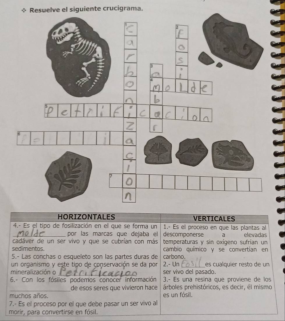 Resuelve el siguiente crucigrama. 
HORIZONTALES VERTICALES 
4.- Es el tipo de fosilización en el que se forma un 1.- Es el proceso en que las plantas al 
_por las marcas que dejaba el descomponerse a elevadas 
cadáver de un ser vivo y que se cubrían con más temperaturas y sin oxígeno sufrían un 
sedimentos. cambio químico y se convertían en 
5.- Las conchas o esqueleto son las partes duras de carbono. 
un organismo y este tipo de conservación se da por 2.- Un _es cualquier resto de un 
mineralización o _ser vivo del pasado. 
6.- Con los fósiles podemos conocer información 3.- Es una resina que proviene de los 
_de esos seres que vivieron hace árboles prehistóricos, es decir, él mismo 
muchos años. es un fósil. 
7.- Es el proceso por el que debe pasar un ser vivo al 
morir, para convertirse en fósil.