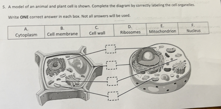 Solved: A model of an animal and plant cell is shown. Complete the ...