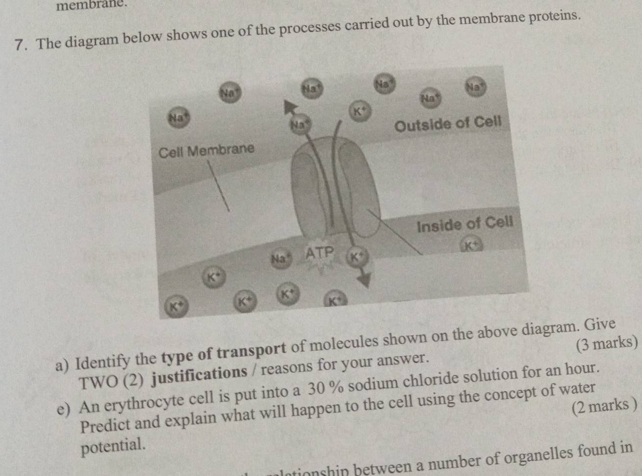 membrane.
7. The diagram below shows one of the processes carried out by the membrane proteins.
a) Identify the type of transport of molecules shown on the above diagram. Give (3 marks)
TWO (2) justifications / reasons for your answer.
e) An erythrocyte cell is put into a 30 % sodium chloride solution for an hour.
Predict and explain what will happen to the cell using the concept of water
potential. (2 marks )
Intionship between a number of organelles found in