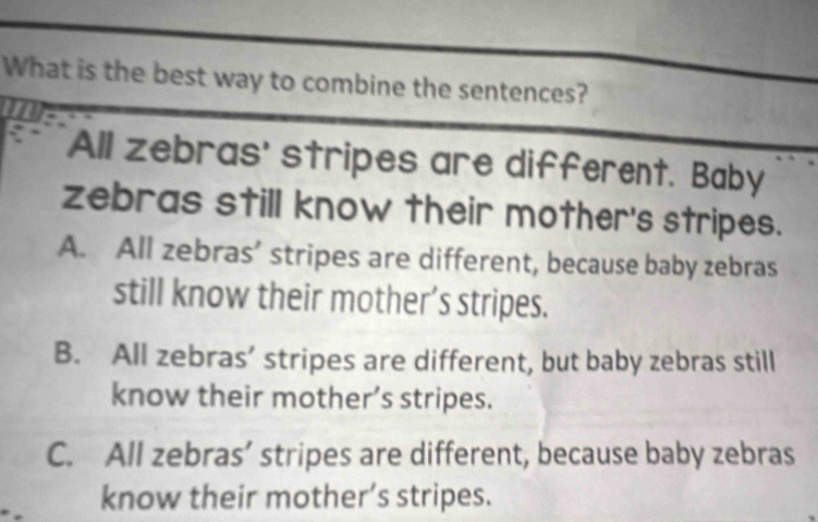 What is the best way to combine the sentences?
All zebras' stripes are different. Baby
zebras still know their mother's stripes.
A. All zebras’ stripes are different, because baby zebras
still know their mother’s stripes.
B. All zebras’ stripes are different, but baby zebras still
know their mother’s stripes.
C. All zebras’ stripes are different, because baby zebras
know their mother’s stripes.