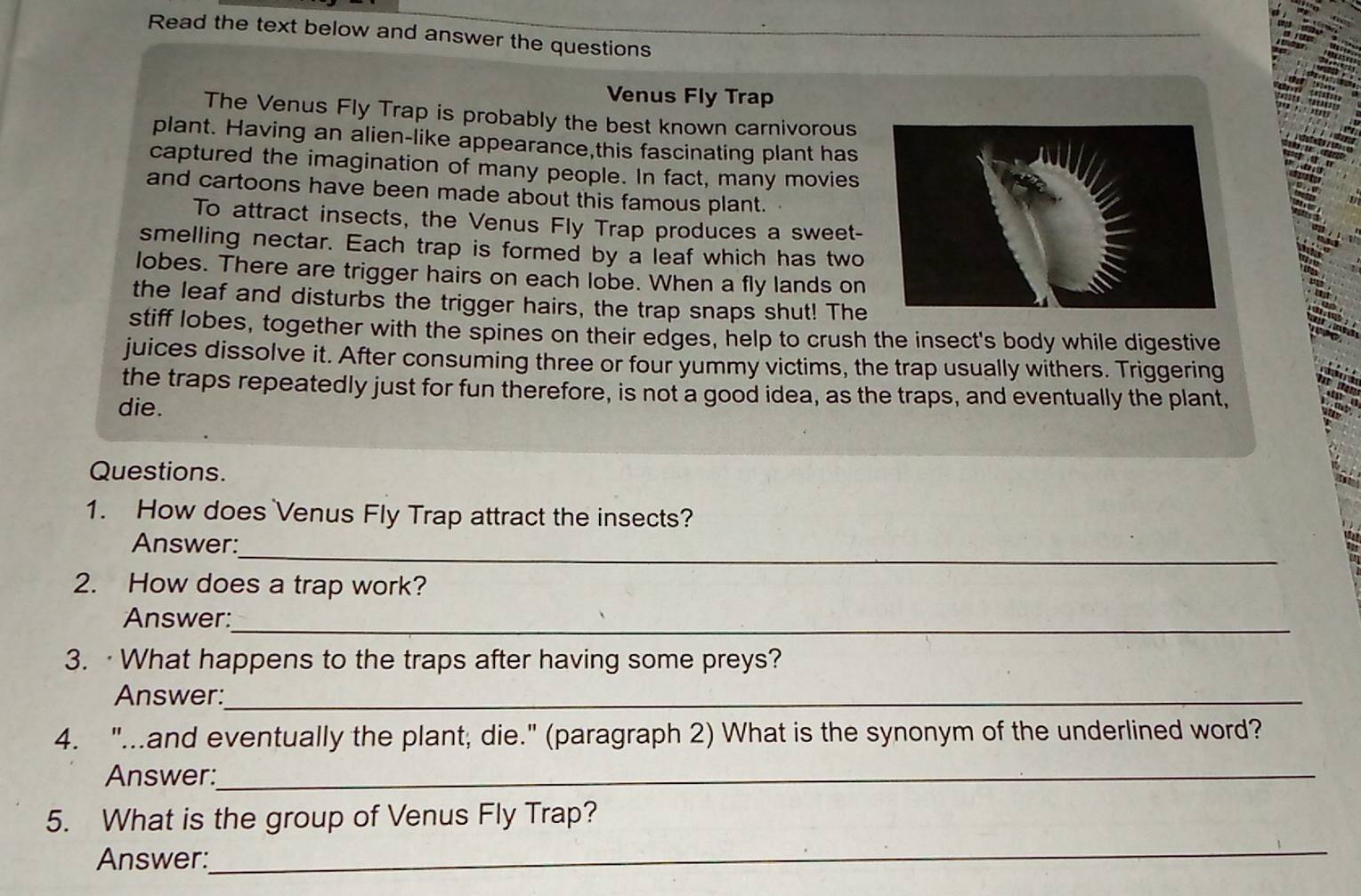 Read the text below and answer the questions 
Venus Fly Trap 
The Venus Fly Trap is probably the best known carnivorous 
plant. Having an alien-like appearance,this fascinating plant has 
captured the imagination of many people. In fact, many movies 
and cartoons have been made about this famous plant. 
To attract insects, the Venus Fly Trap produces a sweet- 
smelling nectar. Each trap is formed by a leaf which has two 
lobes. There are trigger hairs on each lobe. When a fly lands on 
the leaf and disturbs the trigger hairs, the trap snaps shut! The 
stiff lobes, together with the spines on their edges, help to crush the insect's body while digestive 
juices dissolve it. After consuming three or four yummy victims, the trap usually withers. Triggering 
the traps repeatedly just for fun therefore, is not a good idea, as the traps, and eventually the plant, 
die. 
Questions. 
1. How does Venus Fly Trap attract the insects? 
_ 
Answer: 
2. How does a trap work? 
_ 
Answer: 
3. ·What happens to the traps after having some preys? 
Answer:_ 
4. "...and eventually the plant; die." (paragraph 2) What is the synonym of the underlined word? 
Answer:_ 
5. What is the group of Venus Fly Trap? 
Answer: 
_