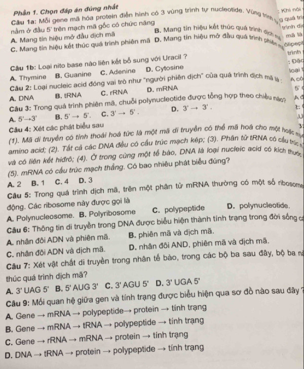 Phần 1. Chọn đáp án đủng nhất
: Khi nói 
Câu 1a: Mỗi gene mã hóa protein điển hình có 3 vùng trình tự nucleotide. Vùng trình vự g quá trì
nằm ở đầu 5' trên mạch mã gốc có chức năng
A. Mang tín hiệu mở đầu dịch mã
B. Mang tín hiệu kết thúc quá trình dịch mã
C. Mang tín hiệu kết thúc quá trình phiên mã D. Mang tín hiệu mở đầu quá trình phiên mạ trình dị mā là
olipept
Câu 1b: Loại nito base nào liên kết bổ sung với Uracil ? trình
A. Thymine B. Guanine C. Adenine D. Cytosine : Đặc
A có
Câu 2: Loại nucleic acid đóng vai trò như "người phiên dịch” của quá trình dịch mã là : loại t
A. DNA B. tRNA C. rRNA D. mRNA
5'
Câu 3: Trong quá trình phiên mã, chuỗi polynucleotide được tổng hợp theo chiều nào? A c
A. 5'to 3' B. 5'to 5'. C. 3'to 5'. D. 3^,to 3^,.
2: 
Câu 4: Xét các phát biểu sau ,U
(1). Mã di truyền có tính thoái hoá tức là một mã di truyền có thể mã hoá cho một hoặc một 3
amino acid; (2). Tất cả các DNA đều có cấu trúc mạch kép; (3). Phân tử tRNA có cầu trúc mị
và có liên kết hiđrô; (4). Ở trong cùng một tế bào, DNA là loại nucleic acid có kích thước
(5). mRNA có cấu trúc mạch thẳng. Có bao nhiêu phát biểu đúng?
A. 2 B. 1 C. 4 D. 3
Câu 5: Trong quá trình dịch mã, trên một phân tử mRNA thường có một số ribosome
động. Các ribosome này được gọi là
A. Polynucleosome. B. Polyribosome C. polypeptide D. polynucleotide.
Câu 6: Thông tin di truyền trong DNA được biểu hiện thành tính trạng trong đời sống c
A. nhân đôi ADN và phiên mã. B. phiên mã và dịch mã.
C. nhân đôi ADN và dịch mã. D. nhân đôi AND, phiên mã và dịch mã.
Câu 7: Xét vật chất di truyền trong nhân tế bào, trong các bộ ba sau đây, bộ ba nà
thúc quá trình dịch mã?
A. 3' UAG 5' B. 5' AUG 3' C. 3'AGU5' D. 3' UGA 5'
Câu 9: Mối quan hệ giữa gen và tính trạng được biểu hiện qua sơ đồ nào sau đây ?
A. Gene → mRNA → polypeptide→ protein → tính trạng
B. Gene → mRNA → tRNA → polypeptide → tính trạng
C. Gene → rRNA → mRNA → protein → tính trạng
D. DNA → tRNA → protein → polypeptide → tính trạng