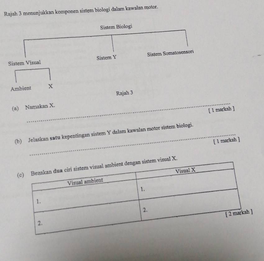 Rajah 3 menunjukkan komponen sistem biologi dalam kawalan motor. 
_ 
(a) Namakan X. 
[ 1 markah ] 
_ 
(b) Jelaskan satu kepentingan sistem Y dalam kawalan motor sistem biologi. 
[ 1 markah ] 
al X.