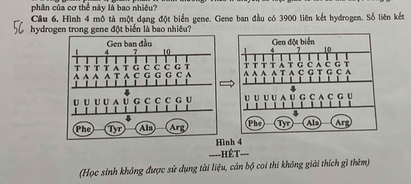 phân của cơ thể này là bao nhiêu? 
Câu 6. Hình 4 mô tả một dạng đột biến gene. Gene ban đầu có 3900 liên kết hydrogen. Số liên kết 
hydrogen trong gene đột biến là bao nhiêu? 
nh 4
----HÉT- 
(Học sinh không được sử dụng tài liệu, cán bộ coi thi không giải thích gì thêm)