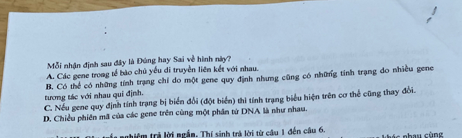 Mỗi nhận định sau đây là Đúng hay Sai về hình này?
A. Các gene trong tế bào chủ yếu di truyền liên kết với nhau.
B. Có thể có những tính trạng chi do một gene quy định nhưng cũng có những tính trạng do nhiều gene
tương tác với nhau qui định.
C. Nếu gene quy định tính trạng bị biến đổi (đột biển) thì tính trạng biểu hiện trên cơ thể cũng thay đổi.
D. Chiều phiên mã của các gene trên cùng một phân tử DNA là như nhau.
nhiêm trả lời ngắn. Thí sinh trả lời từ câu 1 đến câu 6.
ác nhau cùng