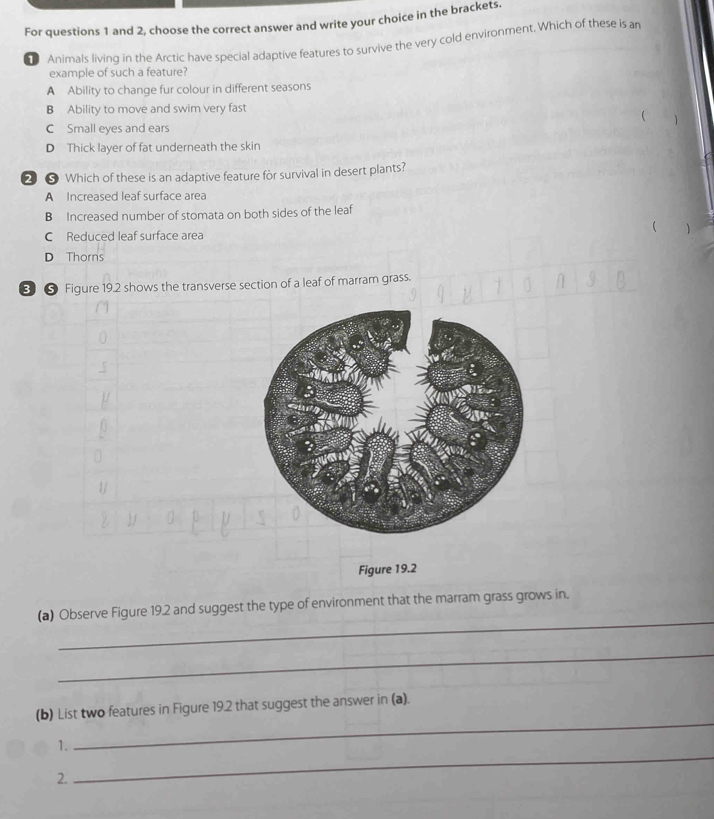 For questions 1 and 2, choose the correct answer and write your choice in the brackets.
Animals living in the Arctic have special adaptive features to survive the very cold environment. Which of these is an
example of such a feature?
A Ability to change fur colour in different seasons
B Ability to move and swim very fast
1
C Small eyes and ears
D Thick layer of fat underneath the skin
② ⑤ Which of these is an adaptive feature for survival in desert plants?
A Increased leaf surface area
B Increased number of stomata on both sides of the leaf
(
C Reduced leaf surface area
D Thorns
3 ⑤ Figure 19.2 shows the transverse section of a leaf of marram grass.
Figure 19.2
_
(a) Observe Figure 19.2 and suggest the type of environment that the marram grass grows in.
_
(b) List two features in Figure 19.2 that suggest the answer in (a).
_
1.
_
2.