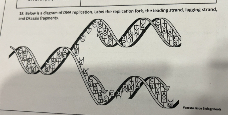 Resuelto:Below is a diagram of DNA replication. Label the replication ...