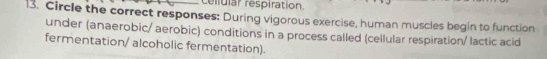 celular respiration. 
13. Circle the correct responses: During vigorous exercise, human muscles begin to function 
under (anaerobic/ aerobic) conditions in a process called (cellular respiration/ lactic acid 
fermentation/ alcoholic fermentation).