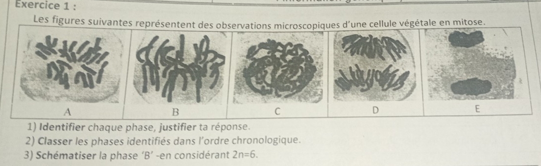 Les figures suivantes représentent des observations microscopiques d'une cellule végétale en mitose. 
A 
B 
C 
D 
E 
1) Identifier chaque phase, justifier ta réponse. 
2) Classer les phases identifiés dans l’ordre chronologique. 
3) Schématiser la phase ‘B’ -en considérant 2n=6.