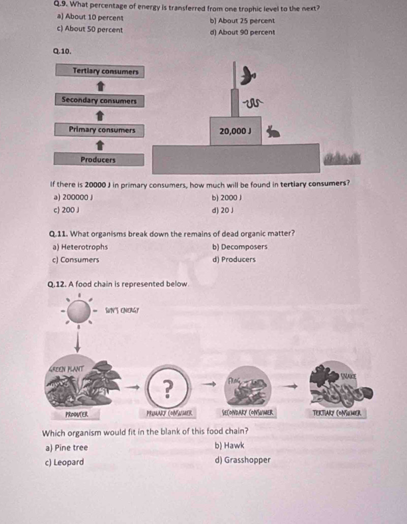 What percentage of energy is transferred from one trophic level to the next?
a) About 10 percent b) About 25 percent
c) About 50 percent d) About 90 percent
Q.10.
Tertiary consumers
Secondary consumers
Primary consumers
Producers
If there is 20000 J in primary consumers, how much will be found in tertiary consumers?
a) 200000 J b) 2000 J
c) 200 J d) 20 J
Q.11. What organisms break down the remains of dead organic matter?
a) Heterotrophs b) Decomposers
c) Consumers d) Producers
Q.12. A food chain is represented below
Which organism would fit in the blank of this food chain?
a) Pine tree b) Hawk
c) Leopard d) Grasshopper