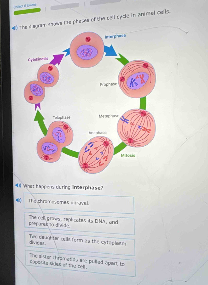 Solved: Collect 6 tokens () The diagram shows the phases of the cell ...