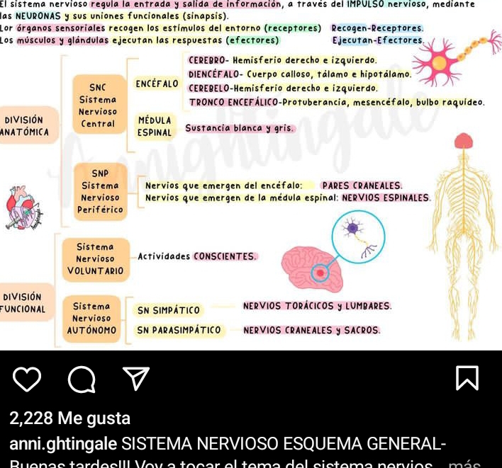 El sistema nervioso regula la entrada y salida de información, a través del IMPULSO nervioso, mediante 
las NEURONAS y sus uniones funcionales (sinapsis). 
Lor órganos sensoriales recogen los estímulos del entorno (receptores) Recogen-Receptores. 
Los músculos y glándulas ejecutan las respuestas (efectores) Ejecutan-Efectores 
CEREBRO- Hemisferio derecho e izquierdo. 
DIENCÉFALO- Cuerpo calloso, tálamo e hipotálamo. 
SNC encéfalo 
CEREBELO-Hemisferio derecho e izquierdo. 
Sistema TRONCO ENCEFÁLICO-Protuberancia, mesencéfalo, bulbo raquídeo. 
división Nervioso 
Central Médula 
anatómica ESPINAL Sustancia blanca y gris. 
SNP 
Sistema Nervios que emergen del encéfalo: PARES CRANEALES. 
Nervioso Nervios que emergen de la médula espinal: NERVIOS ESPINALES. 
Periférico 
Sistema 
Nervioso Actividades CONSCIENTES. 
VOLUNTARIO 
DiVisión 
FUNCIONAL Sistema SN simpático NERVIOS TORÁCICOS y LUMBARES. 
Nervioso 
AUtóNOmo SN pArASIMPÁtico NERVIOS CRANEALES y SACROS. 
2, 228 Me gusta 
anni.ghtingale SISTEMA NERVIOSO ESQUEMA GENERAL- 
Buenas tardesIII Voy a tocar el tema del sistema nervios . más