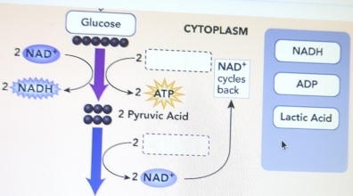 NADH
2- ADP
actic Acid